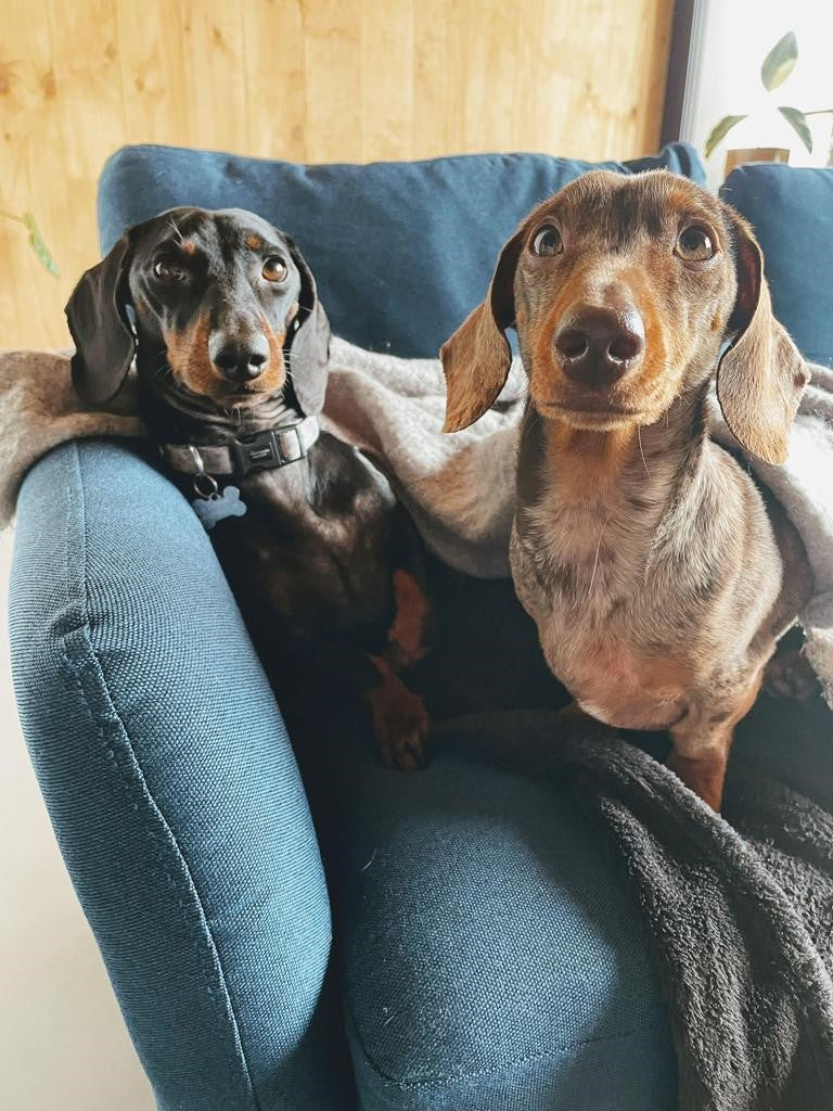 What Does My Dog Do All Day Whilst I'm Out?