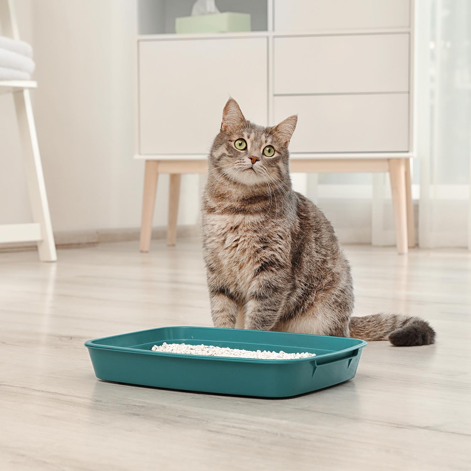 Non-Clumping Cat Litter