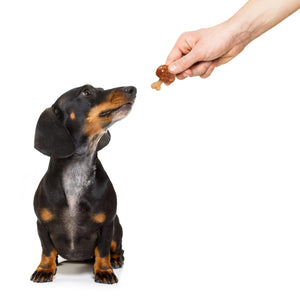 Chicken and Rice Bone Dog Treats