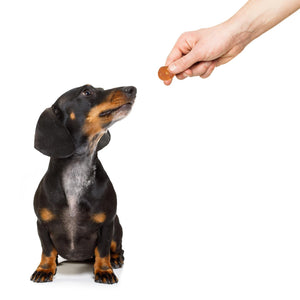 Chicken and Rice Popcorn Dog Treats