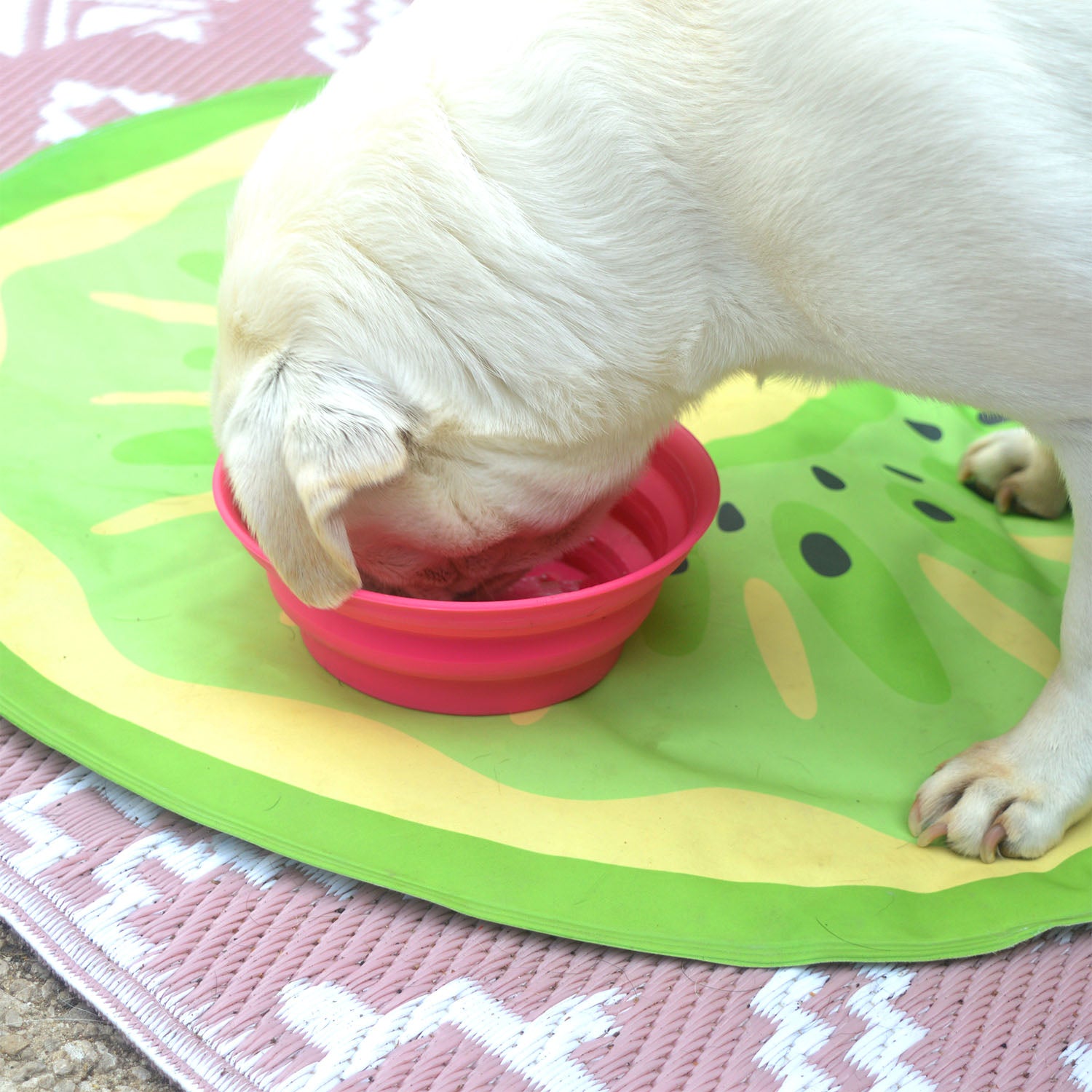 Summer Collapsible Water Bowls