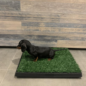 Artificial Grass Puppy Training Tray
